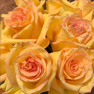 Meet your Posher, Ellen